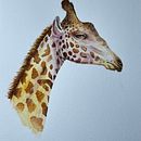 My project for course: Watercolor Illustration: Painting Realistic Wildlife Ein Projekt aus dem Bereich Bildende Künste, Malerei, Aquarellmalerei und Naturalistische Illustration von helle_lund - 25.12.2023