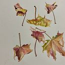 Dancing Falling Maple Leaves - watercolour pencil.. Botanical Illustration, Artistic Drawing, Watercolor Painting, Pencil Drawing, Realistic Drawing, Sketchbook, Naturalistic Illustration, Floral, Plant Design, and Colored Pencil Drawing project by Belinda Woodhouse - 12.29.2023