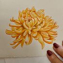 Golden Chrysanthemum - watercolour pencil.. Botanical Illustration, Colored Pencil Drawing, Watercolor Painting, Sketching, Drawing, Floral, Plant Design, Naturalistic Illustration, Sketchbook, Artistic Drawing, Pencil Drawing, and Painting project by Belinda Woodhouse - 12.29.2023