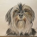 Mon projet du cours : Portraits d'animaux de compagnie aux crayons de couleur. Un proyecto de Ilustración tradicional e Ilustración naturalista				 de Catherine Tremblay - 29.12.2023