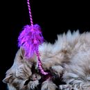 Mi proyecto del curso: Introducción a la fotografía de perros. Fotografia, Fotografia de retrato, Fotografia de estúdio, Fotografia documental, Fotografia Lifest, le, e Fotografia de interiores projeto de andresfelipebaroncastano - 29.12.2023