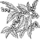 Coffee Berries. Design, Br, ing, Identit, and Packaging project by Marilyn Primich - 01.02.2023