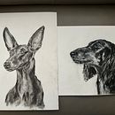 Mein Abschlussprojekt für den Kurs: Tiere zeichnen mit Kohle und Tusche . % Damaris Daehne tarafından hazırlanan Güzel sanatlar, Çizim, Mürekkep İllüstras, onu, Doğalcı İllüstras, Ve on projesi - 01.04.2024