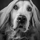 Il mio progetto del corso: Introduzione alla fotografia di cani . % Manuela Donato tarafından hazırlanan Fotoğrafçılık, Portre Fotoğrafçılığı, Stüd, o Fotoğrafçılığı, Belgesel Fotoğrafçılık, Yaşam Tarzı Fotoğrafçılığı, Ve İç Mekan Fotoğrafçılığı projesi - 01.05.2024