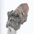 My portfolio of dog portraits. Un projet de Beaux Arts, Dessin, Dessin au cra, on, Esquisse , Créativité, Dessin réaliste, Dessin de portrait , et Dessin anatomique de Kate Sarah Howard Howard - 06.01.2024