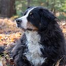 Mon projet du cours : Portraits d'animaux de compagnie à la peinture à l'huile. Een project van  Beeldende kunst, Schilderij,  Olieverfschilderij y Naturalistische illustratie van solange_paquette - 10.01.2024