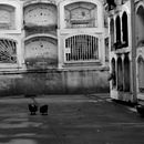 Mi proyecto del curso: El arte de la realización y edición de documentales. Un progetto di Cinema, video e TV, Video e Produzione audiovisiva di Mario Yupanqui - 11.01.2024