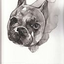 Il mio progetto del corso: Illustrazione di animali a carboncino e inchiostro. Projekt z dziedziny  Sztuki piękne,  R, sunek,  R, sunek atramentem, Ilustracja naturalist i czna użytkownika Giulia - 11.01.2024
