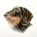 Mi proyecto para el curso: Retratos de mascotas en lápices de colores: Ginny la dachshund. Un proyecto de Ilustración tradicional e Ilustración naturalista				 de Marieke - 11.01.2024