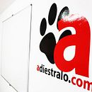 Formación de adiestramiento canino profesional en Madrid. Education project by adiestralo_com - 01.14.2024