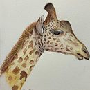 Mi proyecto del curso: Ilustración realista en acuarela de la vida salvaje. Un projet de Beaux Arts, Peinture, Aquarelle et Illustration naturaliste de rojovero7 - 17.01.2024