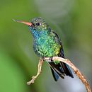 Beija flor Besourinho Lightroom . % rodolfoeller tarafından hazırlanan Fotoğrafçılık projesi - 01.22.2024