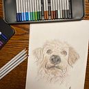 Il mio progetto del corso: Ritratto di animali da compagnia con matite colorate. Ilustração tradicional e Ilustração naturalista projeto de lorenza_polistena - 21.01.2024
