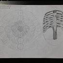 Meu projeto do curso: Desenho anatômico para principiantes. Un progetto di Belle arti, Bozzetti, Disegno a matita, Disegno, Disegno realistico e Disegno anatomico di joaopedrormunzoo - 24.01.2024