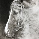 Tierportraits mit Kohlestifte und Bleistifte . Un proyecto de Dibujo realista, Dibujo a lápiz y Dibujo de Retrato de Angelika Schmidt - 22.02.2024