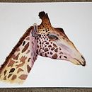 My project for course: Watercolor Illustration: Painting Realistic Wildlife . % jackie_francis tarafından hazırlanan Güzel sanatlar, Tablo, Sulubo, a Resim, Doğalcı İllüstras, Ve on projesi - 01.25.2024