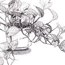 My project for course: Botanical Illustration: From Notebook to Print. Ilustração tradicional, Esboçado, Desenho, Ilustração botânica, Sketchbook e Ilustração com tinta projeto de Bito Đặng - 26.01.2024