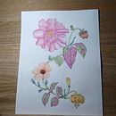 Mi proyecto del curso: Acuarela realista para composiciones botánicas. Un projet de Illustration traditionnelle, Peinture, Dessin, Aquarelle et Illustration botanique de Santi Jimenez D - 27.01.2024