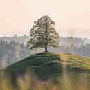 Mein Abschlussprojekt für den Kurs: Farbenlehre in der Fotografie. Projekt z dziedziny Fotografia, Retuszowanie fotografii, Fotografia c, frowa,  Kompoz, cja w fotografii i Teoria barw użytkownika Patrick Hauber - 29.01.2024