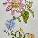 Mi proyecto del curso: Acuarela realista para composiciones botánicas. Traditional illustration, Painting, Drawing, Watercolor Painting, and Botanical Illustration project by rossanna_santoro - 01.30.2024