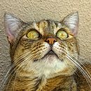 Meu projeto do curso: Introdução à fotografia de cachorros. Een project van Fotografie, Portretfotografie, Studiofotografie,  Documentairefotografie, Lifest, le fotografie e Interieurfotografie van Mónica Judá Ramires - 30.01.2024