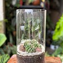My project for course: Plant Art: Create Your Own Open Terrarium . Un proyecto de Diseño de interiores, Paisajismo, Decoración de interiores, DIY, Diseño floral y vegetal de Berta Massanga - 01.02.2024