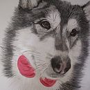Mi proyecto del curso: Retratos de Mascotas en Lápices de Colores. Un proyecto de Ilustración tradicional e Ilustración naturalista				 de MARIA DEL CARMEN RAMÍREZ SUÁREZ - 01.02.2024