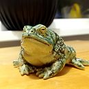 Ted the Toad - ceramic sculpture. Un projet de Sculpture de Aleksandra Kardel - 02.02.2024