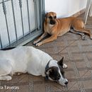 Mi proyecto del curso: Fotografía para principiantes: bases técnicas profesionales . % Fiordaliza Taveras Díaz tarafından hazırlanan Fotoğrafçılık, Dijital Fotoğrafçılık, Güzel Sanatlar Fotoğrafçılığı, Fotoğrafik Kompozis, Ve on projesi - 02.02.2024