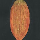 My project for course: Botanical Watercolor: Illustrating Art and Science. Un progetto di Illustrazione tradizionale, Belle arti, Pittura, Disegno, Pittura ad acquerello e Illustrazione botanica di Juan Larrauri Scott - 04.02.2024