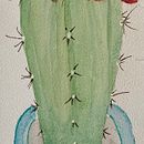 Mijn project van de cursus: Het botanische sketchbook: een meditatieve benadering. Un projet de Illustration traditionnelle, Esquisse , Dessin, Aquarelle, Illustration botanique , et Carnet de croquis de Nathalie - 08.02.2024