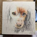 My project for course: Pet Portraits in Colored Pencils Ein Projekt aus dem Bereich Naturalistische Illustration von toppclan - 09.02.2024
