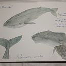 Mi proyecto del curso: Técnicas de ilustración naturalista: ballenas en acuarela. Projekt z dziedziny  Sztuki piękne,  Malarstwo, Malowanie akwarelą, Ilustracja naturalist i czna użytkownika Mimi Fdez J - 09.02.2024