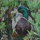My Wildlife Oil Paintings. Painting project by Fiona Redmond - 02.12.2024