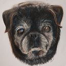 Mi proyecto del curso: Retratos de Mascotas en Lápices de Colores. Un progetto di Illustrazione tradizionale e Illustrazione naturalistica di Naomy Valeria Ayala Galván - 13.02.2024