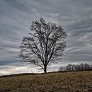Mein Abschlussprojekt für den Kurs: Moderne Naturfotografie. Un progetto di Fotografia, Postproduzione fotografica, Social media, Fotografia digitale, Fotografia all'aperto e Composizione fotografica di Sylvia - 13.02.2024