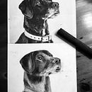 My project for course: Animal Illustration with Charcoal and Ink . % awannawiewiora82 tarafından hazırlanan Güzel sanatlar, Çizim, Mürekkep İllüstras, onu, Doğalcı İllüstras, Ve on projesi - 02.10.2024