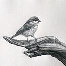 Cincia bigia su ramo - Disegno in grafite su carta. Artistic Drawing, Realistic Drawing, and Fine Arts project by Egidio Calabrese Violetta - 02.13.2024
