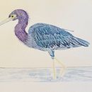 Mon projet du cours : Illustration naturaliste d'oiseaux à l'aquarelle. Un progetto di Illustrazione tradizionale, Pittura ad acquerello, Disegno realistico e Illustrazione naturalistica di henrionsandra - 10.02.2024