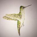 Proyecto del Curso: Ilustración Naturalista de Aves con Acuarela de Antonia Reyes Montealegre.Colibrí Garganta Roja Hembra. . Lukisan, Gambar Pensil, Gambar Realistis, Ilustrasi tradisional, Ilustrasi Naturalistik, Dan Lukisan Cat Air proyek oleh Rosa Yanira Mella Espinoza - 02.13.2024