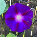 Mon projet du cours : Illustrations avec des tampons faits main. Traditional illustration, Pattern Design, Printing, Sketchbook, and Engraving project by Edith - 02.16.2024