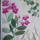 Meu projeto do curso: Aquarela floral: conecte-se com a natureza Ein Projekt aus dem Bereich Traditionelle Illustration, Malerei, Aquarellmalerei und Botanische Illustration von sbvelten - 18.02.2024