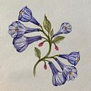 Meu projeto do curso: Ilustração botânica com aquarela. Een project van Traditionele illustratie,  Beeldende kunst, Schilderij,  Tekening, Aquarelschilderen y  Botanische illustratie van Larissa Moreira de Andrade - 18.02.2024