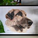 Mi proyecto del curso: Retratos de Mascotas en Lápices de Colores. Projekt z dziedziny Trad, c, jna ilustracja, Ilustracja naturalist i czna użytkownika Irene Pérez Hualde - 11.02.2024