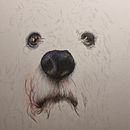 Mi proyecto del curso: Retratos de Mascotas en Lápices de Colores. Un proyecto de Ilustración tradicional e Ilustración naturalista				 de Maria Mancuso - 22.02.2024