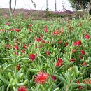 La belleza de las flores. Photograph, and Naturalistic Illustration project by Miguel Larrea - 02.23.2024