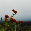Mi proyecto del curso: Fotografía para principiantes: Capturas con mi Smartphone. Projekt z dziedziny Fotografia, Fotografia c, frowa,  Kompoz i cja w fotografii użytkownika Omar Herrera - 23.02.2024