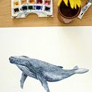 My project for course: Naturalist Illustration Techniques: Whales in Watercolor Ein Projekt aus dem Bereich Bildende Künste, Malerei, Aquarellmalerei und Naturalistische Illustration von Ambre Tatar - 24.02.2024