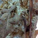 SymBioArt. Cinema, Vídeo e TV, Design, Animação, e Artes plásticas projeto de Neith Moore - 22.02.2024