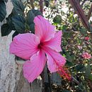 Mi proyecto del curso: Creación de acuarelas líquidas y tintas botánicas . Seni, Kerajinan, Seni Rupa, Lukisan, Lukisan Cat Air, DIY, Dan Teori Warna proyek oleh Lya Mendoza - 11.14.2023